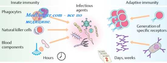 Факторы неспецифической резистентности организма. Система ИФН. Система интерферона (ифн). Функции интерферона (ифн)