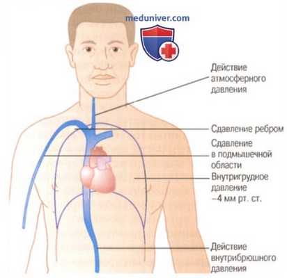 Вены и венозное давление