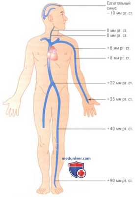 Вены и венозное давление