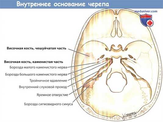 Анатомия внутреннего основания черепа