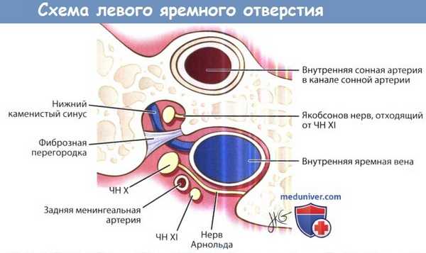 Схема левого яремного отверстия