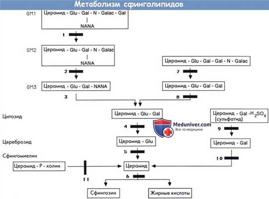 Метаболизм сфинголипидов