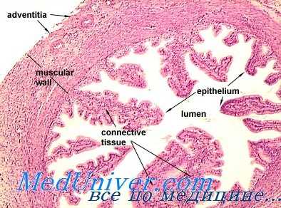 циклические изменения в организме
