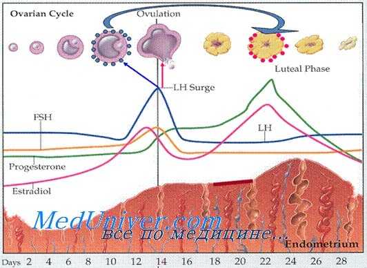 нарушения менструального цикла