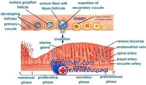 менструальный цикл