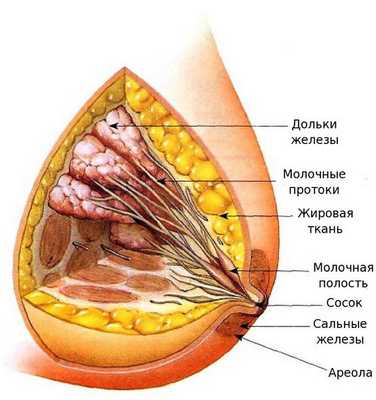 Строение молочной железы