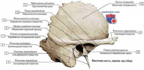 Анатомия височной кости