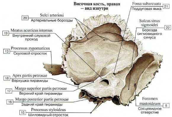 Анатомия височной кости