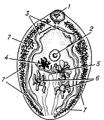 Схематическое изображение Paragonimus westermanii — возбудителя парагонимозе: 1 — ротовая присоска, 2 — брюшная присоска, 3— кишечник, 4 — матка, 5— яичники, 6 —семенники, 7— желточник.