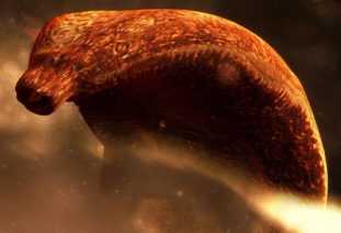 Легочный сосальщик