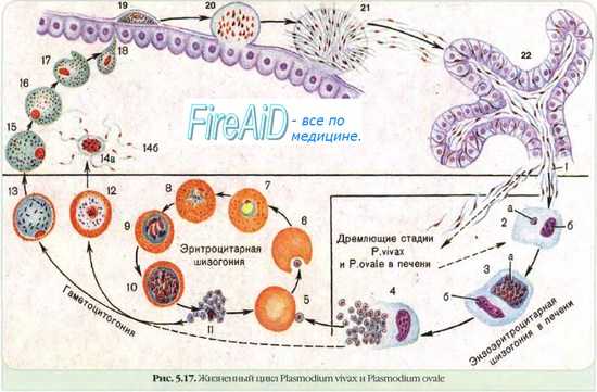 Противомалярийные препараты. Препараты для лечения и профилактики малярии. Гематошизотропные средства