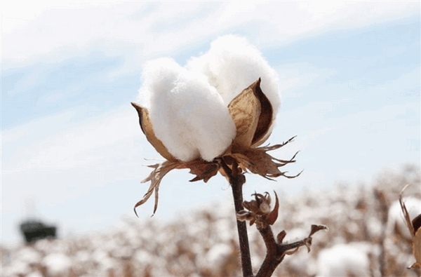 Что такое хлопчатобумажная ткань: виды и описание