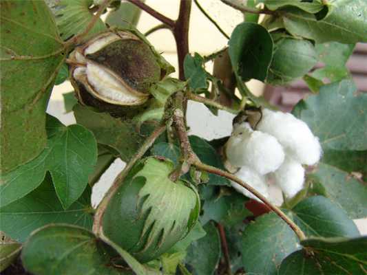 Что такое хлопчатобумажная ткань: виды и описание