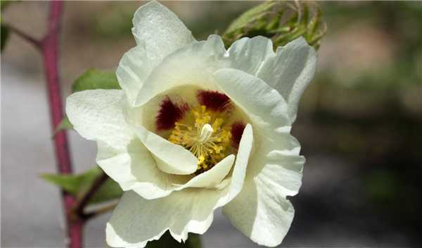 Что такое хлопчатобумажная ткань: виды и описание