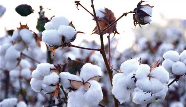 Что такое хлопчатобумажная ткань: виды и описание