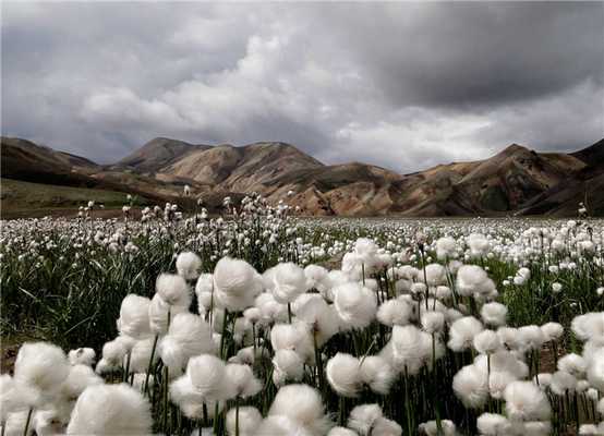 Что такое хлопчатобумажная ткань: виды и описание