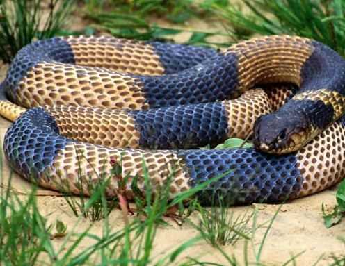 укус ядовитой змеи