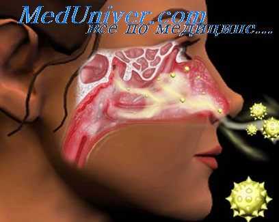 обонятельная функция носа