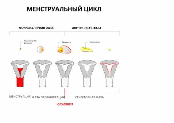 Менструальный цикл.jpg