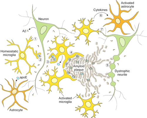 Защитное действие микроглии