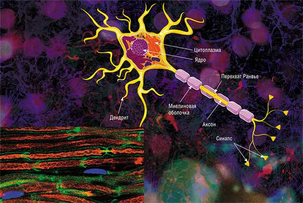 Аксон - главный «кабель» нейрона, покрытый миелиновой оболочкой. Он отдаленно напоминает линию электропередач с цепочкой изоляторов. Цель оболочки, которую формируют специальные обслуживающие клетки (олигодендроциты либо клетки Шванна), - обеспечить передачу электрических импульсов без потерь и с максимальной скоростью. © Servier Medical Art. Слева - аксоны седалищных нервов мыши (красные), обернутые клетками Шванна (зеленые, ядра - синие). Фото A. Alvarez-Prats и T. Balla. © Eunice Kennedy Shriver National Institute of Child Health and Human Development/NIH