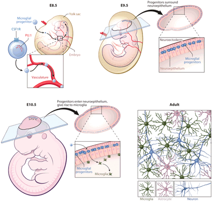 Клетки микроглии
