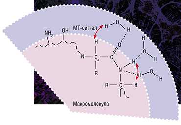 Метод макромолекулярной протонной фракции (МПФ) основан на эффекте переноса намагниченности, когда протоны свободной воды «обмениваются» намагниченностью с протонами малоподвижных макромолекул, таких как белки. Скорость этого процесса влияет на величину детектируемого сигнала МРТ и зависит от площади взаимодействия макромолекулярной фракции и воды
