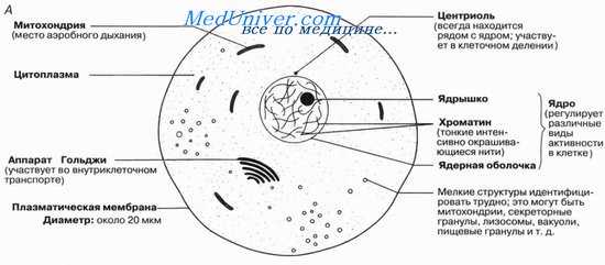 Клетки в световом микроскопе. Прокариоты и эукариоты.