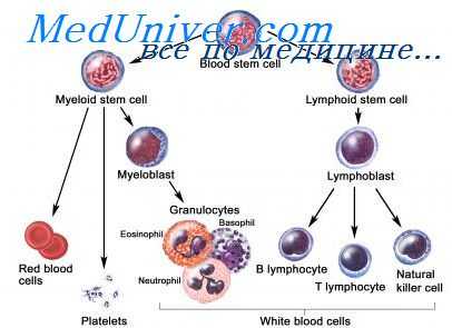стволовая кроветворная клетка