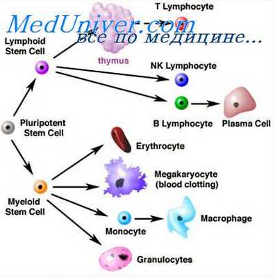стволовые клетки