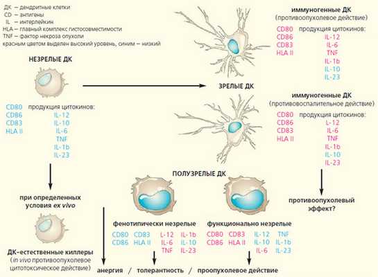 Рис. 1. Фенотипические и функциональные характеристики миелоидных костномозговых дендритных клеток («Природа» №6, 2018)