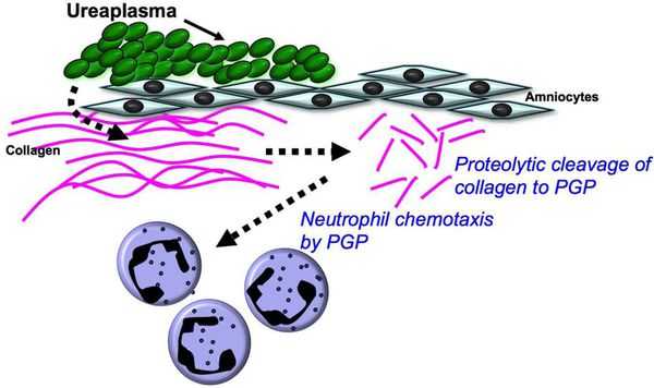 Прикрепление уреаплазм к слизистой оболочки
