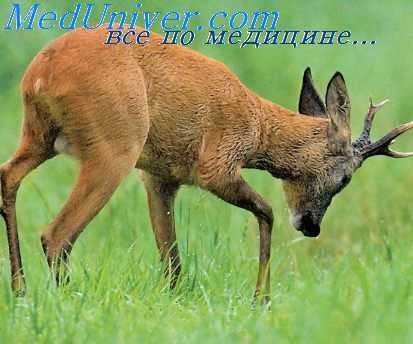 актиномикоз животных