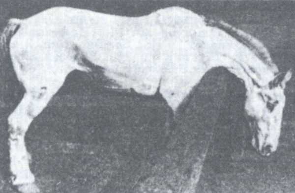 Рис. 1. Лошадь при буйной форме инфекционного энцефаломиелита.