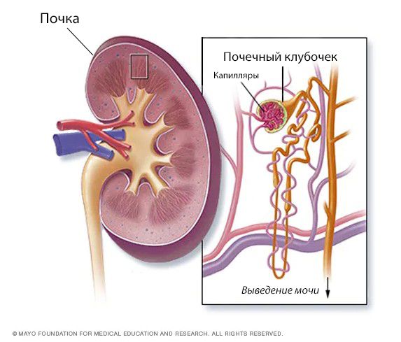 Почечные клубочки