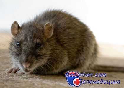 Мышиная лихорадка - ГЛПС