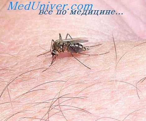 патогенез желтой лихорадки