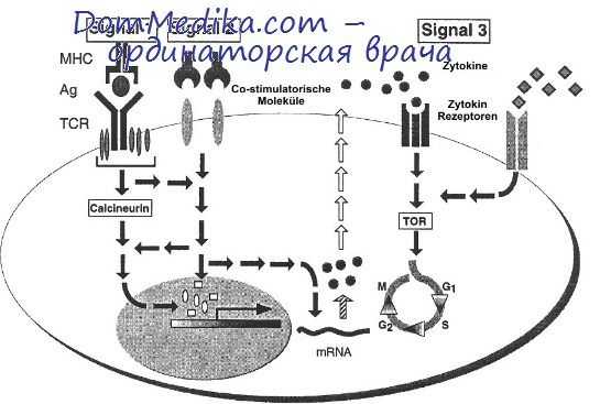 дефицит адгезии лейкоцитов