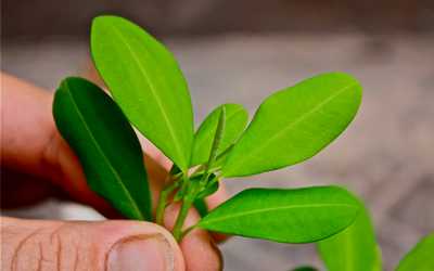 Причины и симптомы передозировки кокаином - Веримед