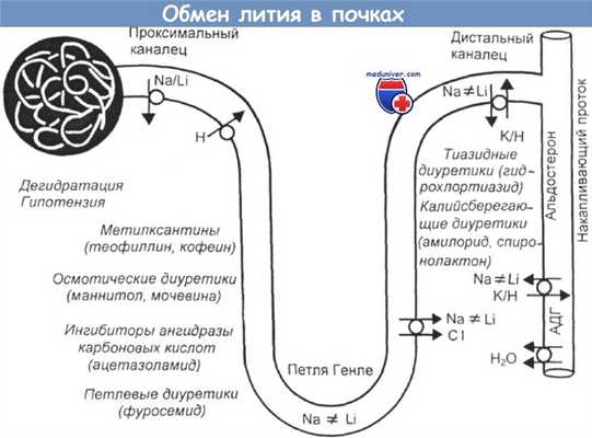 Обмен лития в почках