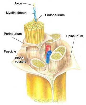 Сосуды, питающие нерв