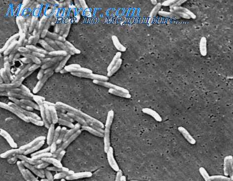 кампилобактериоз