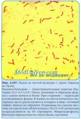 Campylobacter jejuni