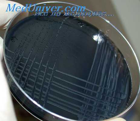 кампилобактериоз