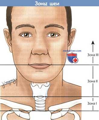 Зоны шеи