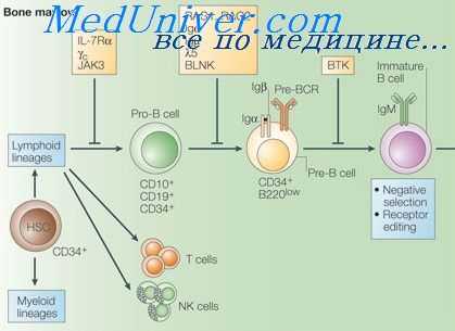 гранулематозная болезнь
