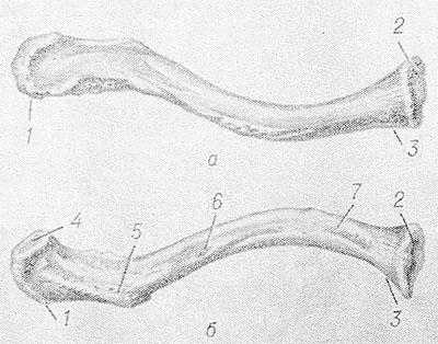 Рис. 1. Правая ключица (а — вид сверху, б — вид снизу): 1 — акромиальный конец; 2 — грудинная суставная поверхность; 3 — грудинный конец; 4 — акромиальная суставная поверхность; 5 — клювовидная бугристость; 6 — питательное отверстие; 7 — реберная бугристость.