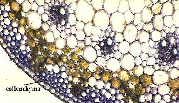 фотография колленхимы на поперечном разрезе стебля
