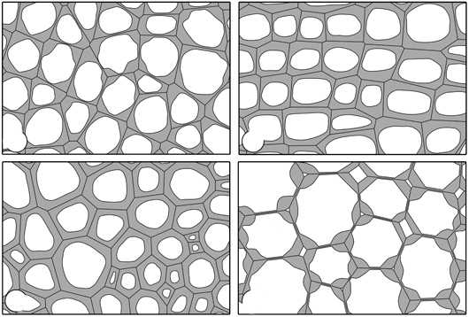 виды колленхимы