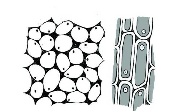 колленхимные клетки с утолщенными углами